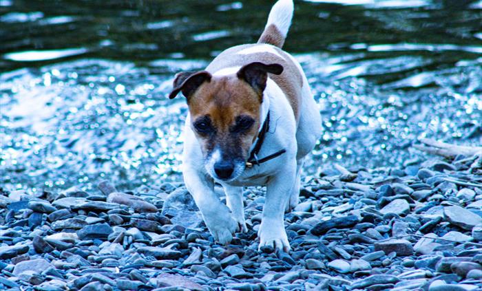 Rosie, the park's Jack Russell, used to love paddling in the stream